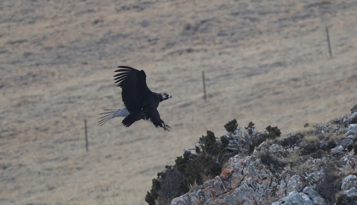 sup hnědý - ML645053947