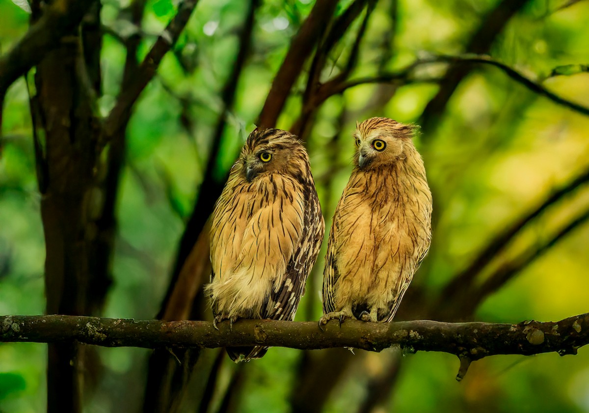 Buffy Fish-Owl - ML645053957
