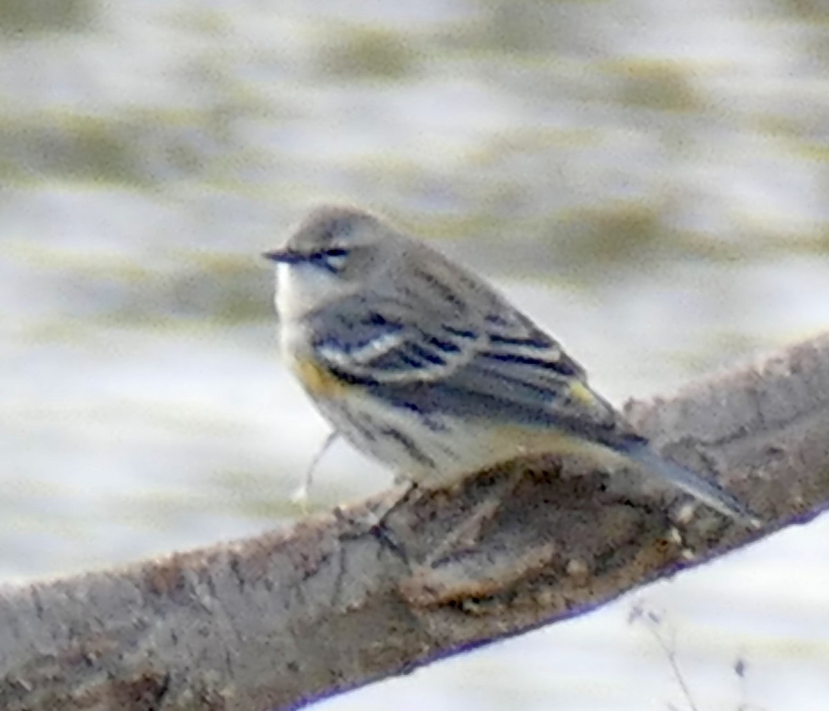 Yellow-rumped Warbler - ML645053961