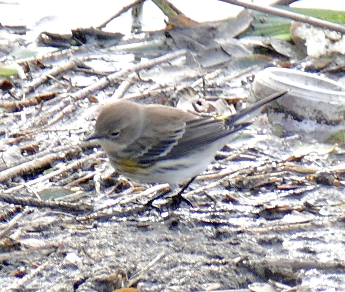Yellow-rumped Warbler - ML645053962