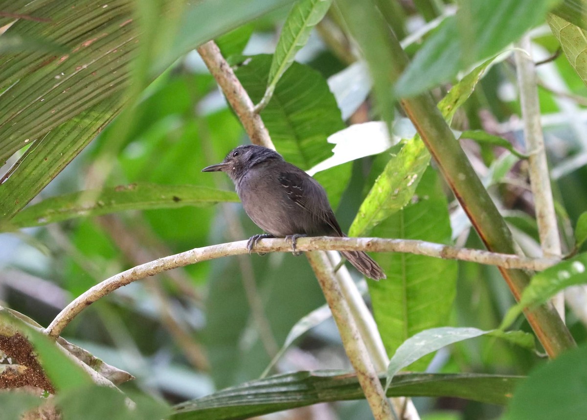 Grisin sombre - ML645053996