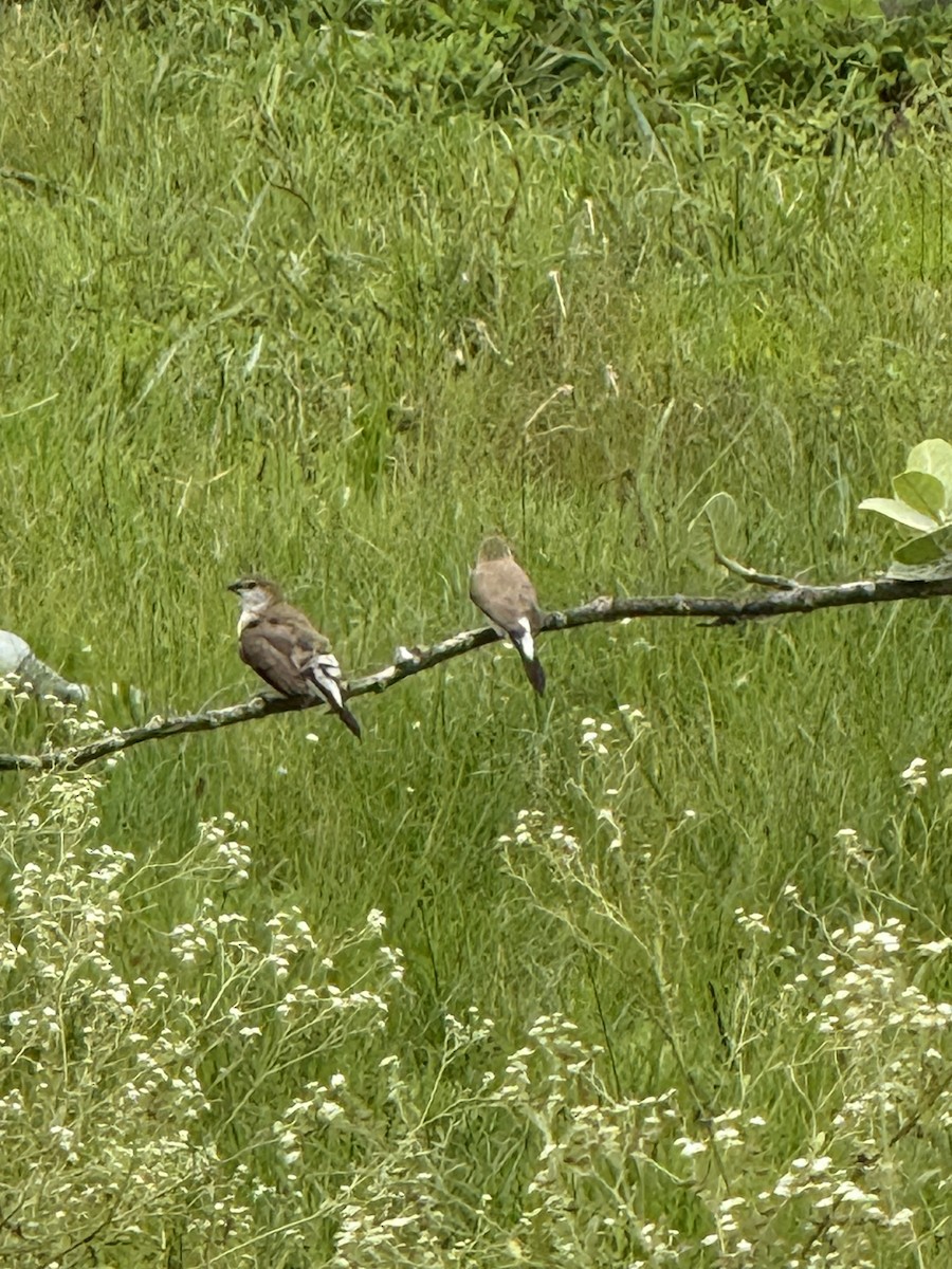 Indian Silverbill - ML645054002