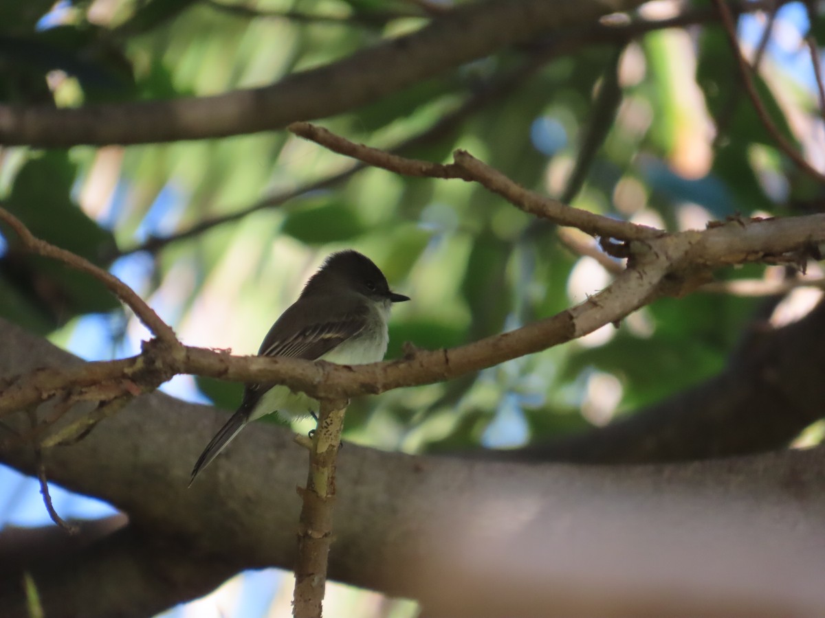 Eastern Phoebe - ML645054013