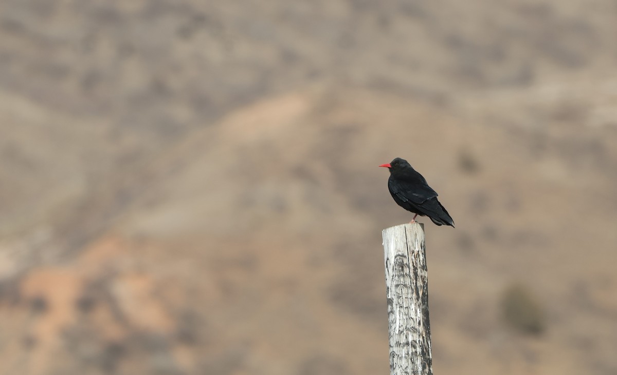 ベニハシガラス - ML645054029