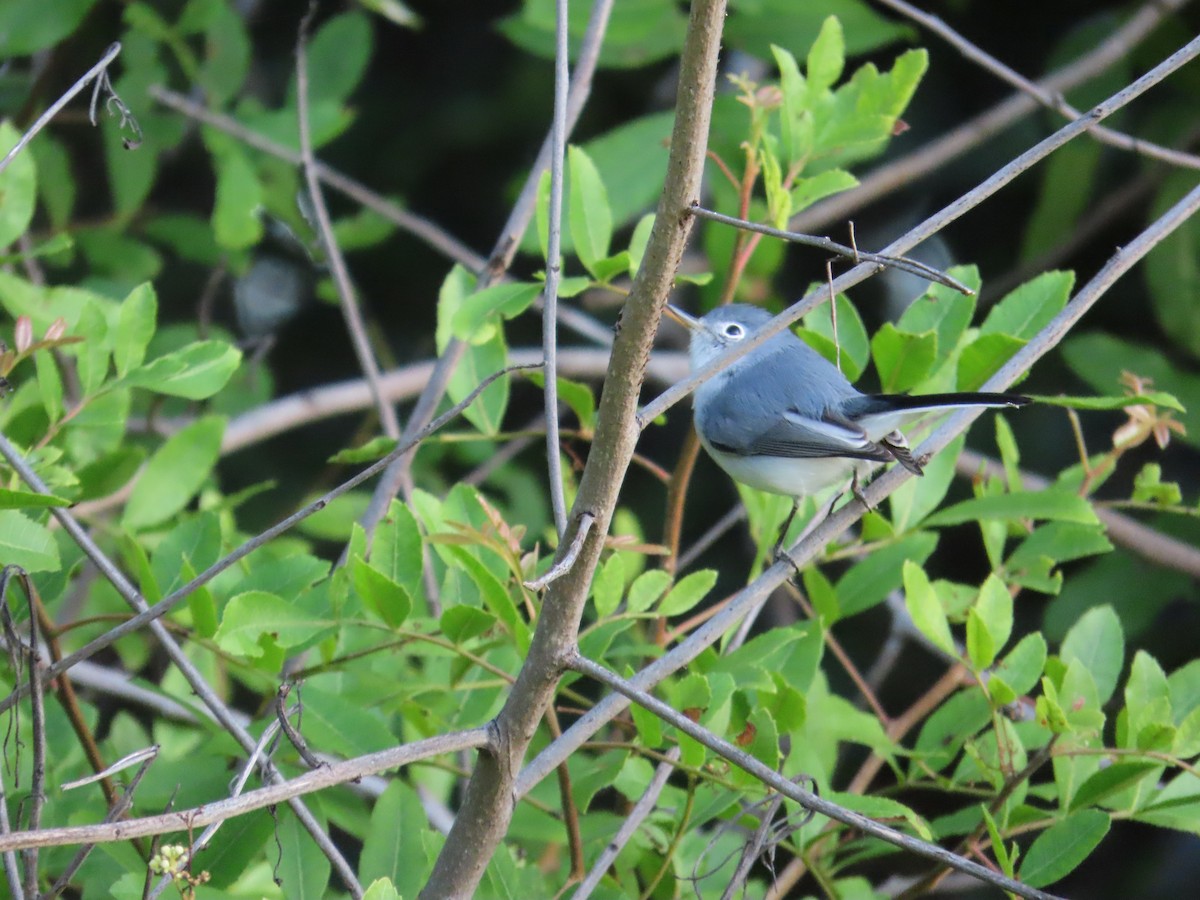 Blue-gray Gnatcatcher - ML645054031