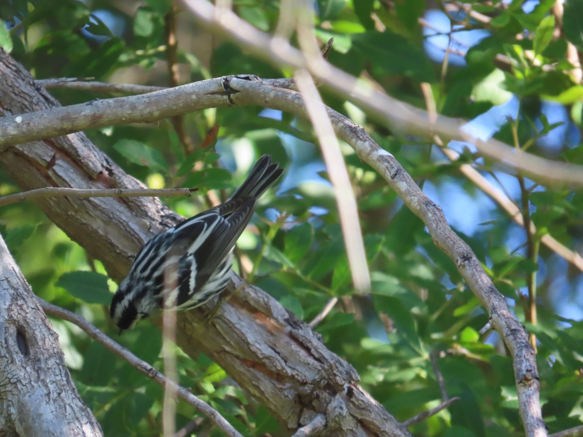 Black-and-white Warbler - ML645054043
