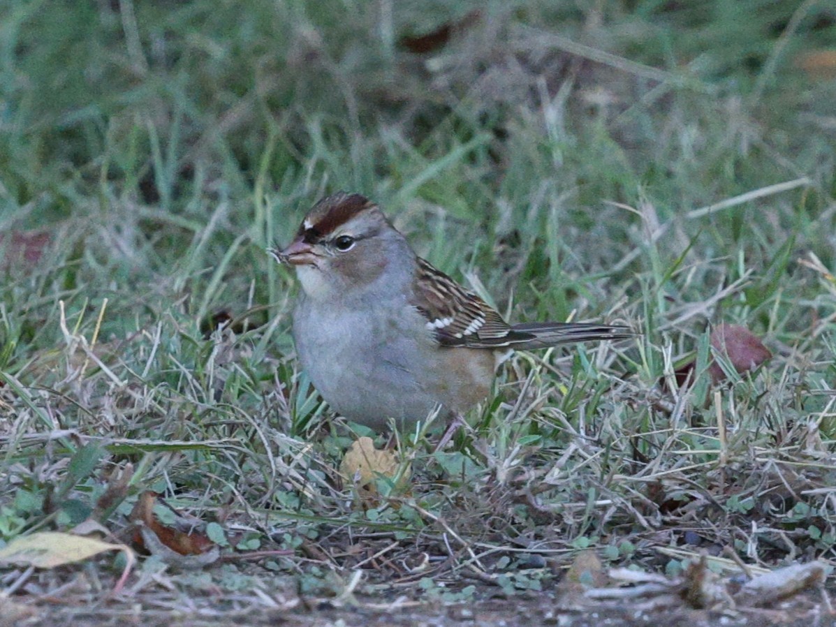 White-crowned Sparrow - ML645054047