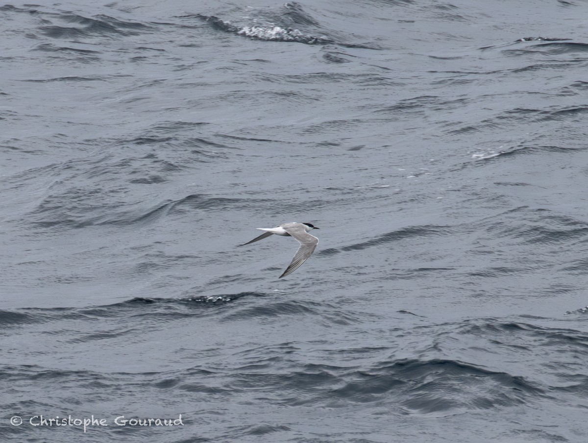 Речная крачка (longipennis) - ML645054051