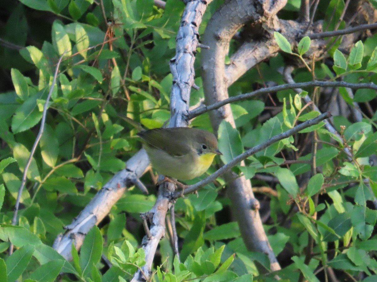 Common Yellowthroat - ML645054054
