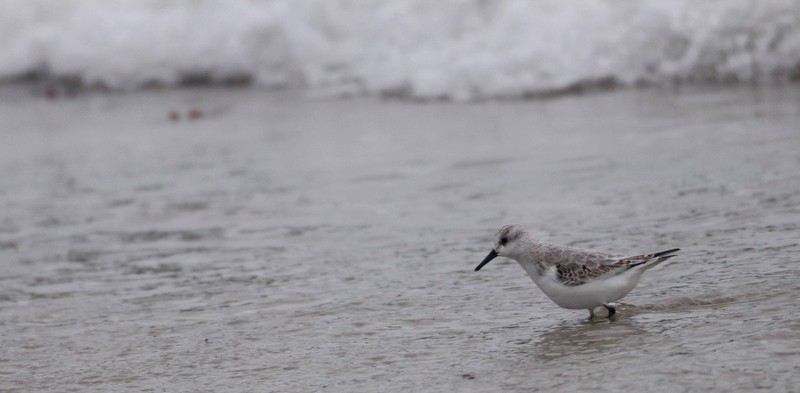 Sanderling - ML645054055