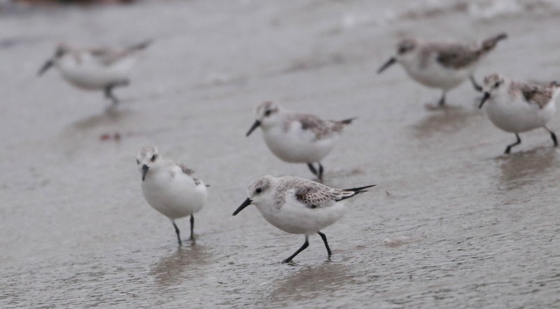 Sanderling - ML645054056