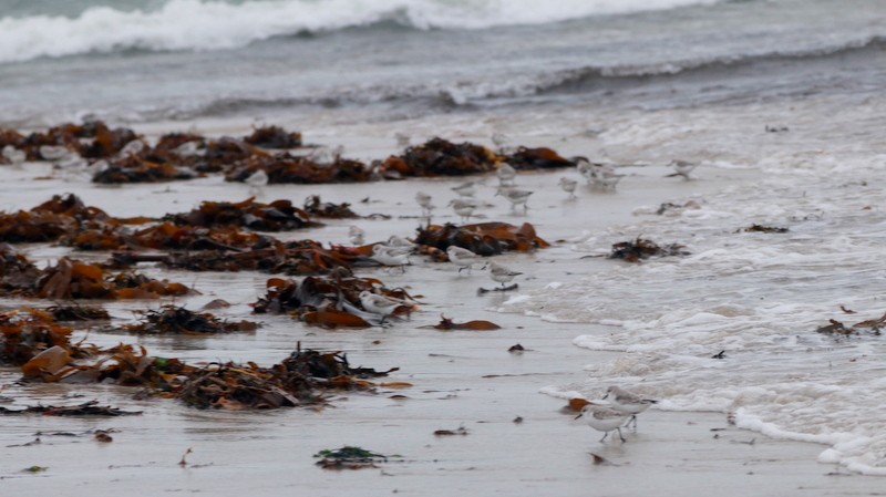 Sanderling - ML645054057