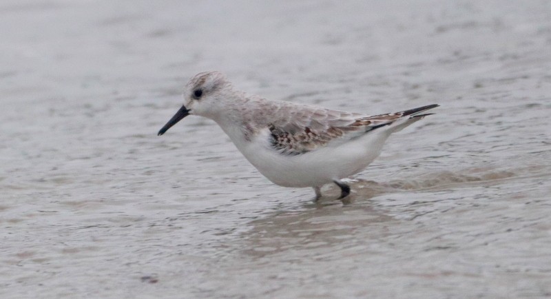 Sanderling - ML645054058