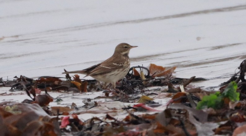 Water Pipit (Western) - ML645054077