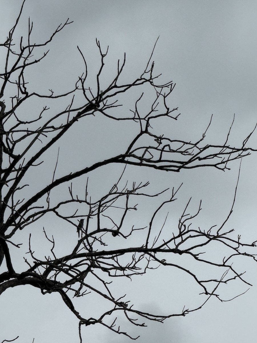 Cuco Pechigrís - ML645054095