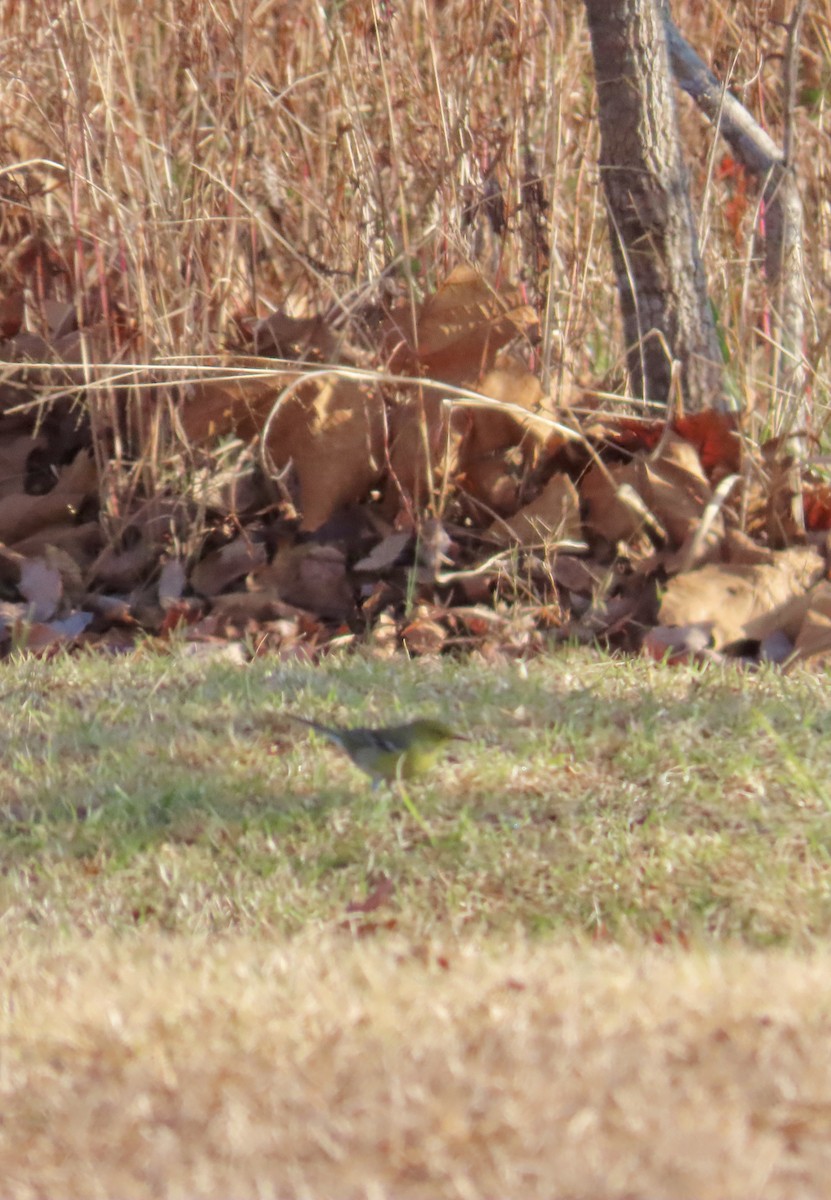 סבכון אורנים - ML645054117