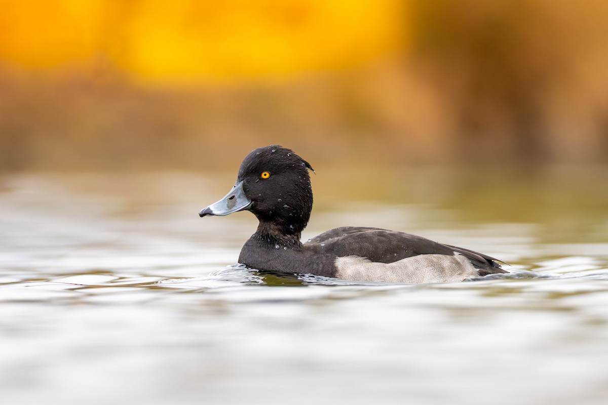 Tufted Duck - ML645054170