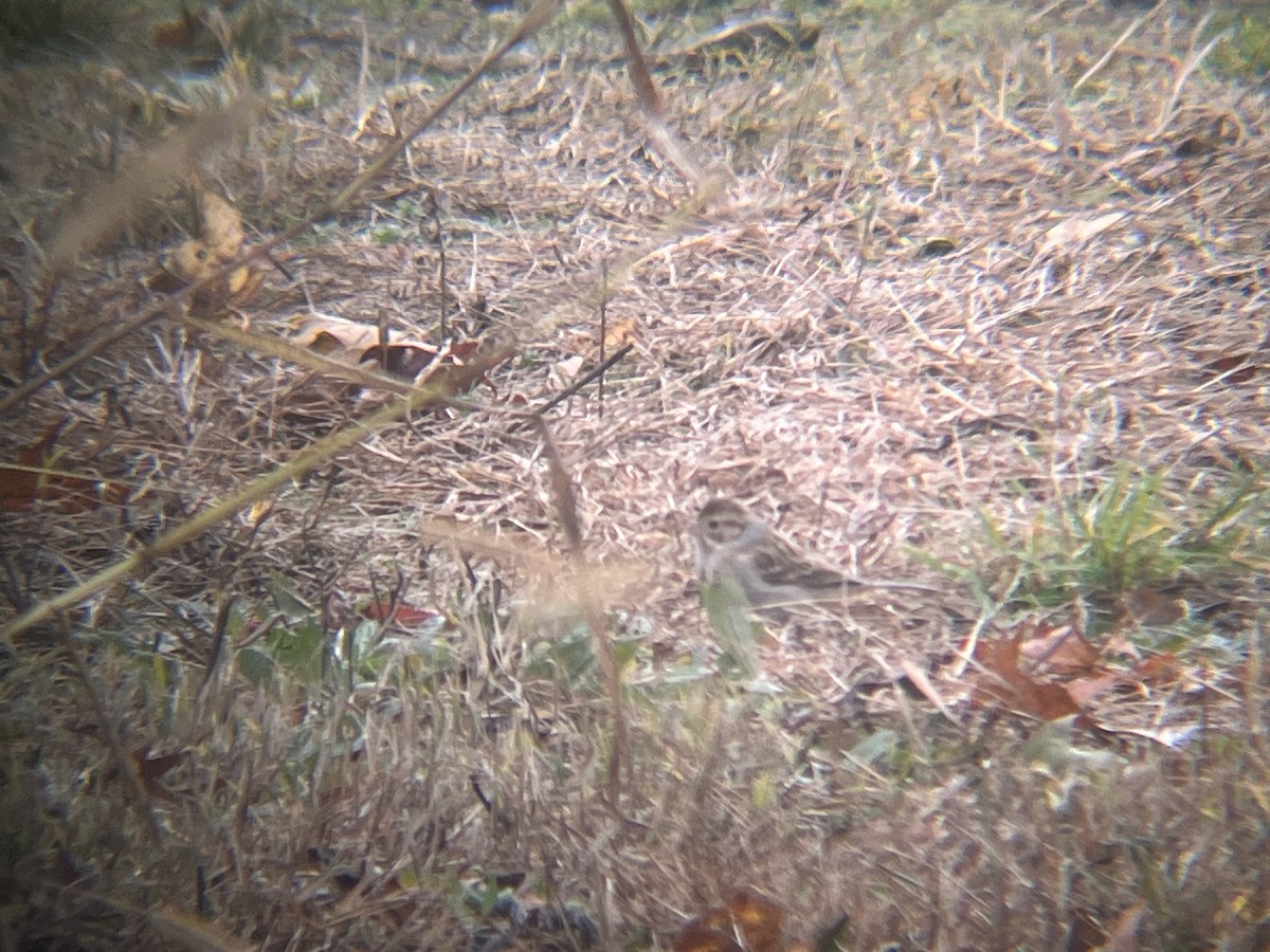 Clay-colored Sparrow - ML645054177