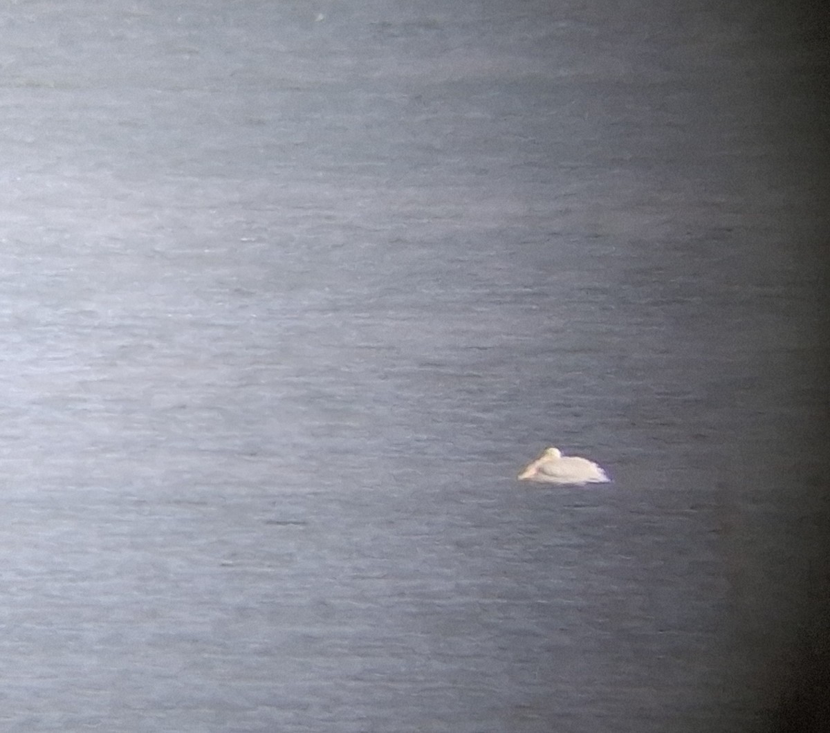 שקנאי אמריקני - ML645054238