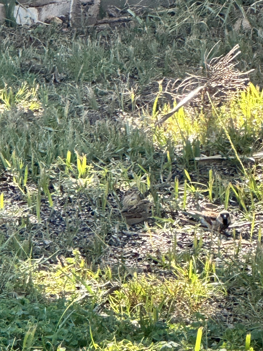Dickcissel - ML645054239