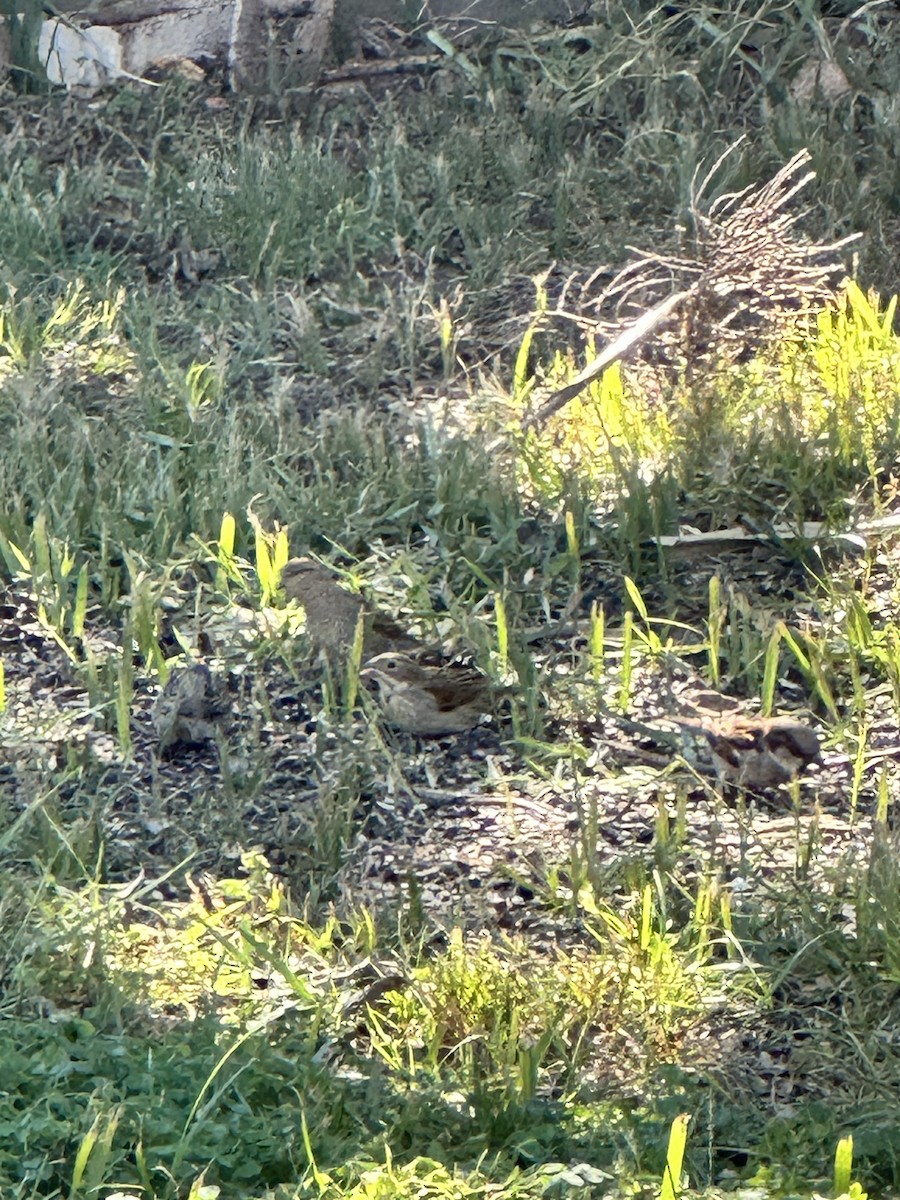 Dickcissel - ML645054240