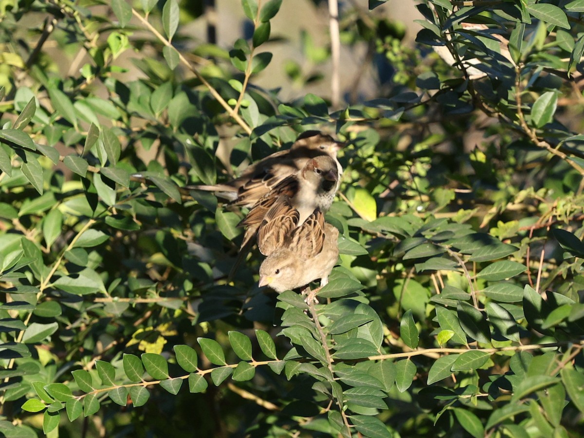 House Sparrow - ML645054290