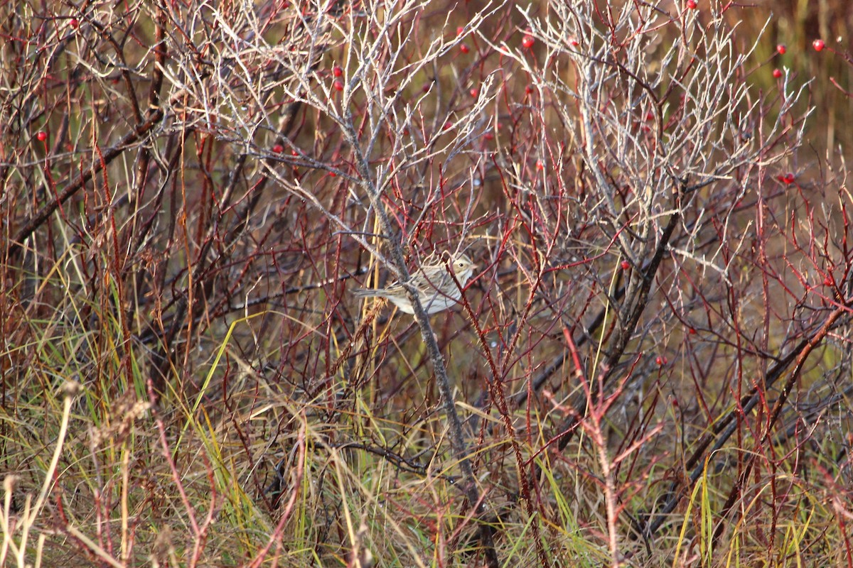 Savannah Sparrow (Ipswich) - ML645054315