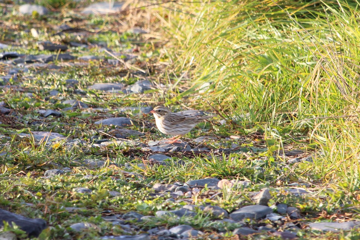 Savannah Sparrow (Ipswich) - ML645054337
