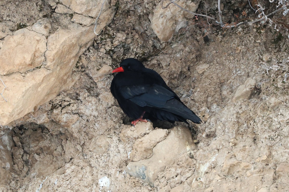 ベニハシガラス - ML645054346