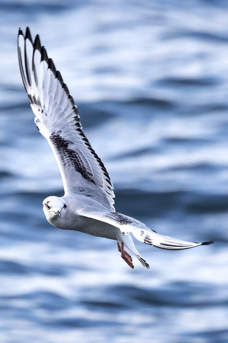 Bonaparte's Gull - ML645054349