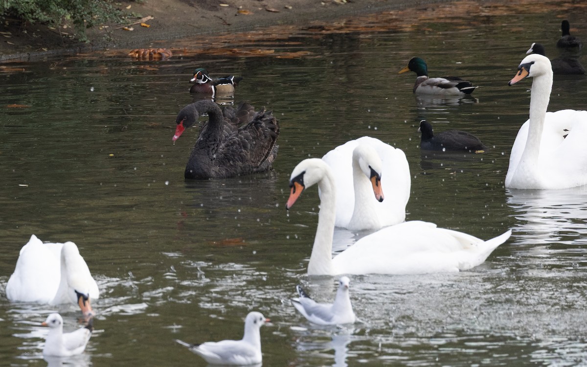 Anatra sposa - ML645054358