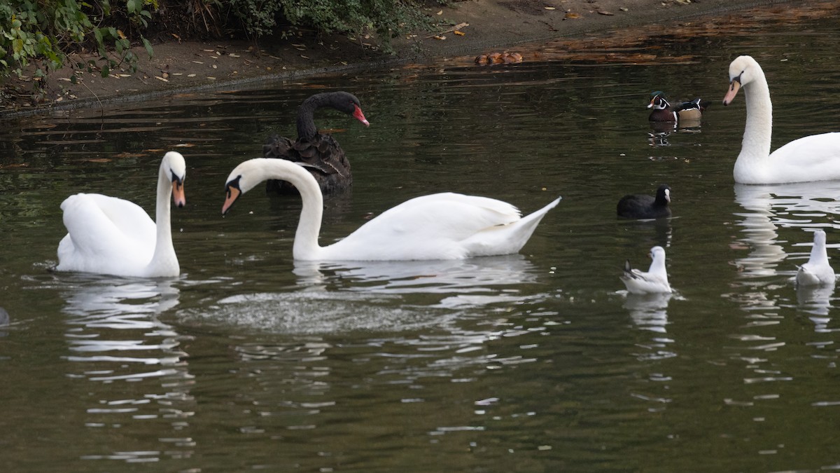 Anatra sposa - ML645054359