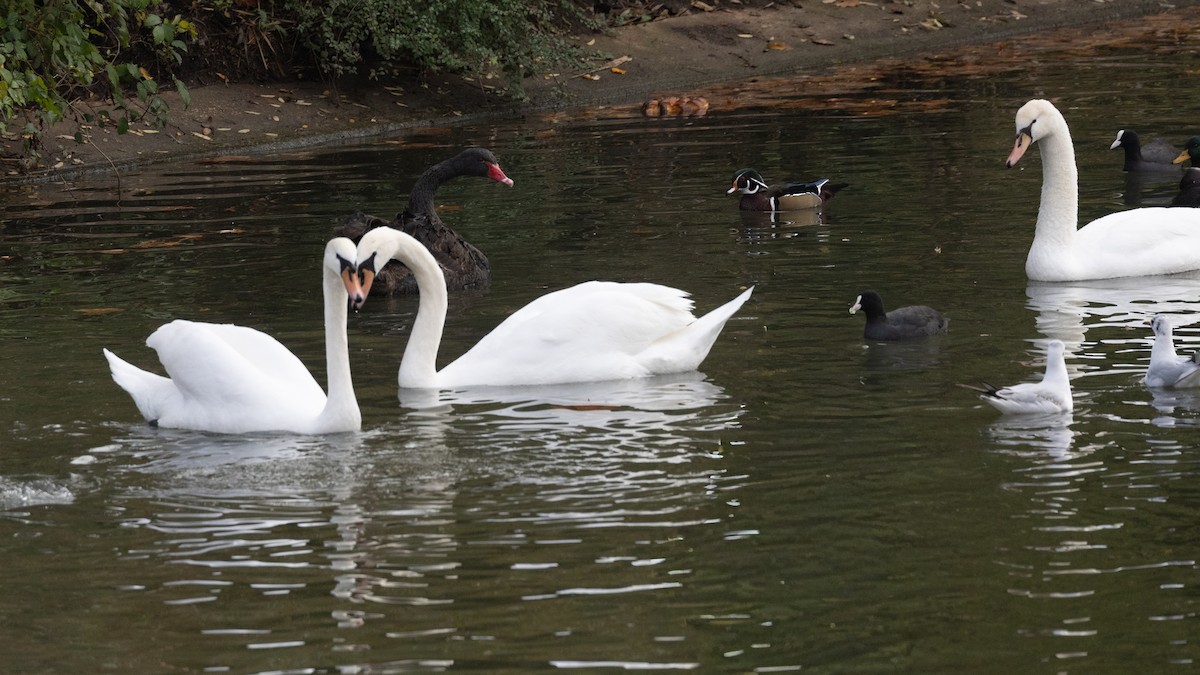 Anatra sposa - ML645054360