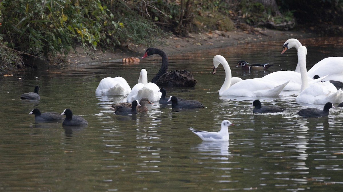 Anatra sposa - ML645054362