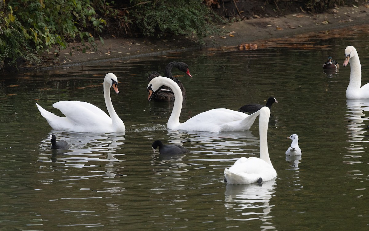 Anatra sposa - ML645054363