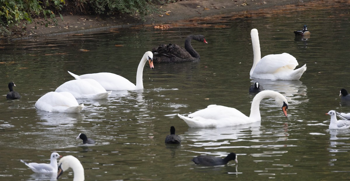 Anatra sposa - ML645054364