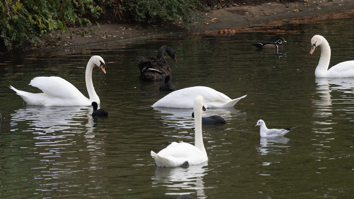 Anatra sposa - ML645054365