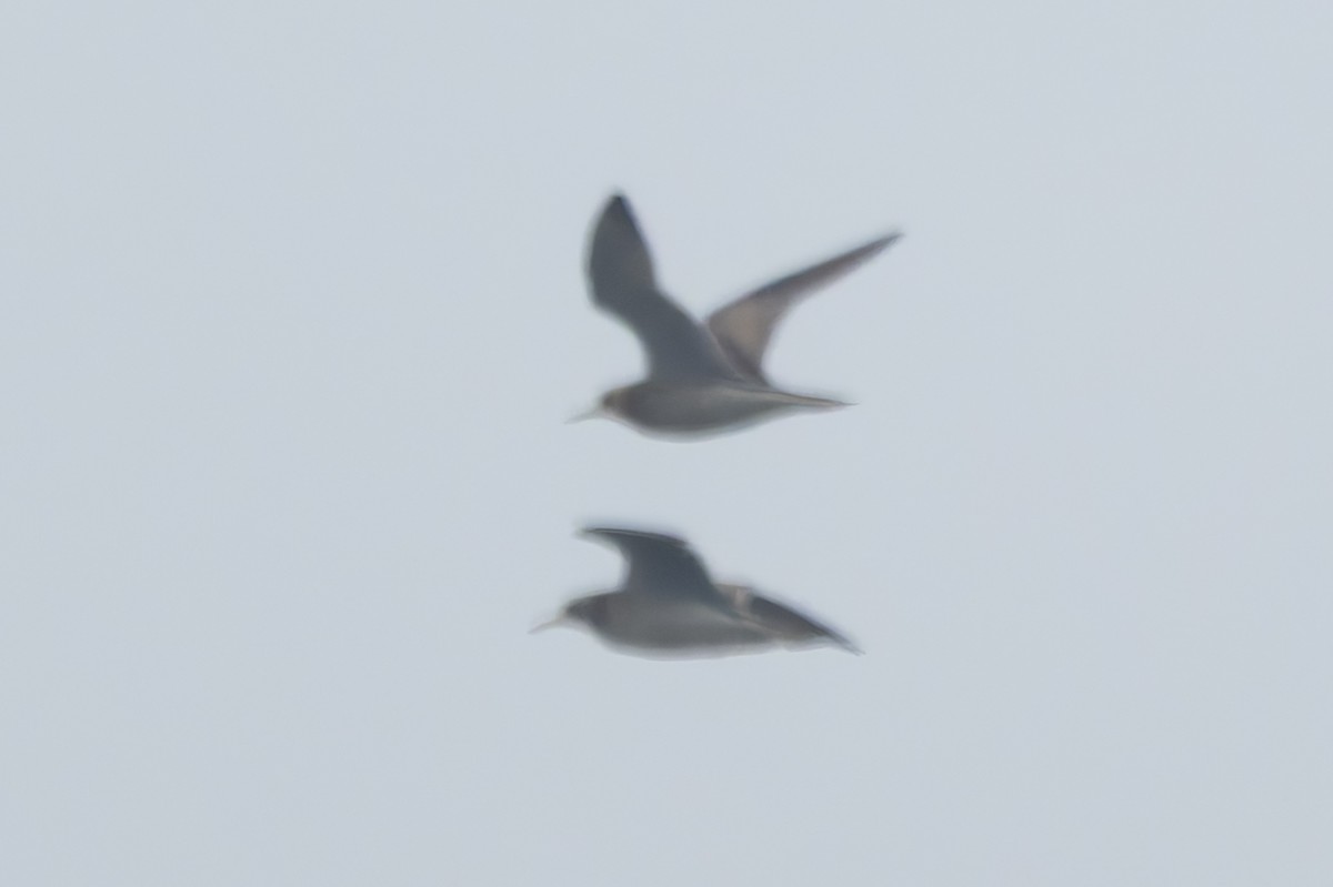 Çizgili Kumkuşu - ML645054381