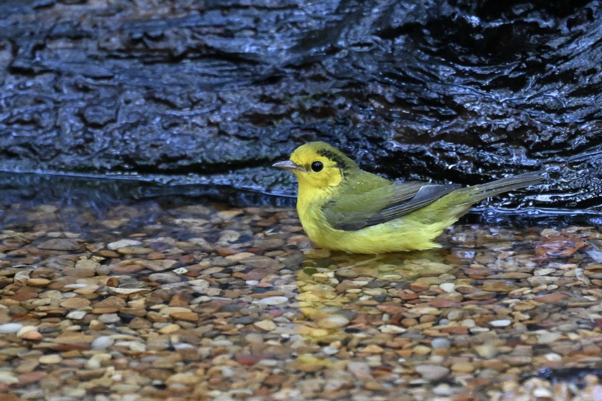 Болотянка чорногорла - ML645054385