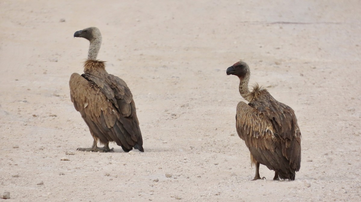 White-backed Vulture - ML645054386