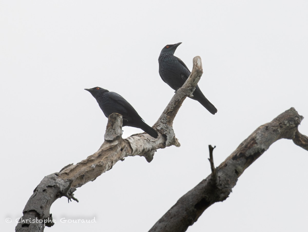 Stourne chanteur - ML645054387