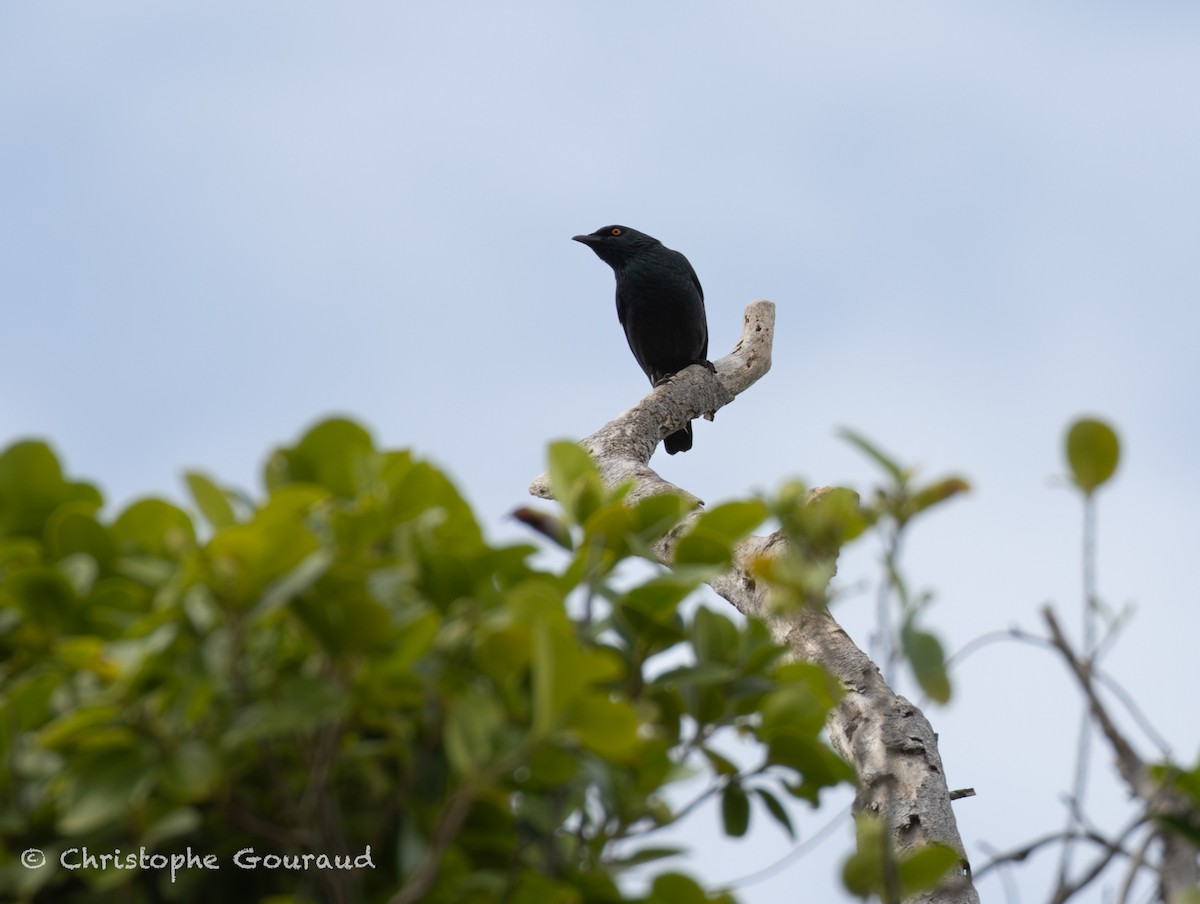 Stourne chanteur - ML645054388