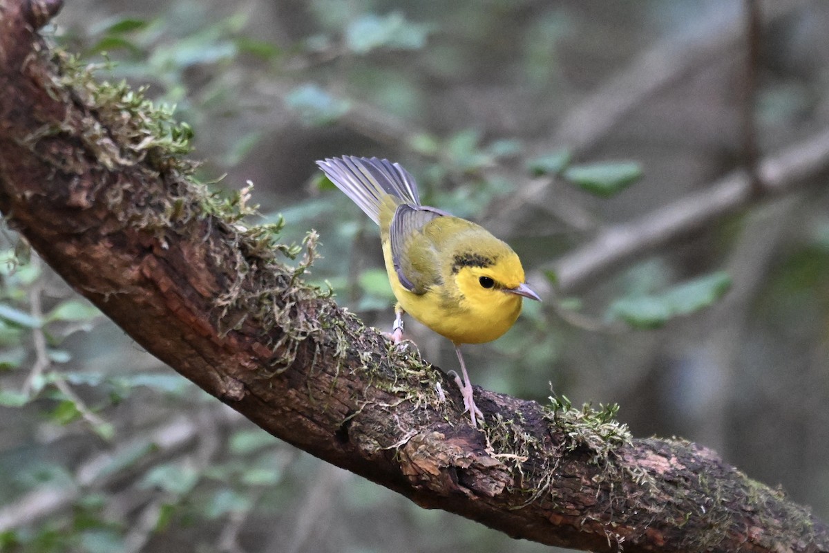 Болотянка чорногорла - ML645054393