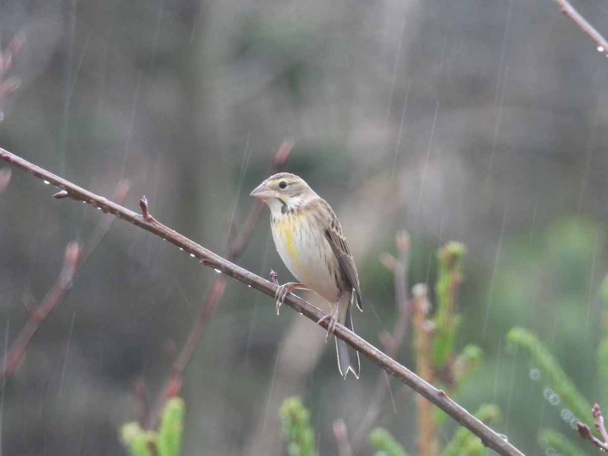 Dickcissel - ML645054447