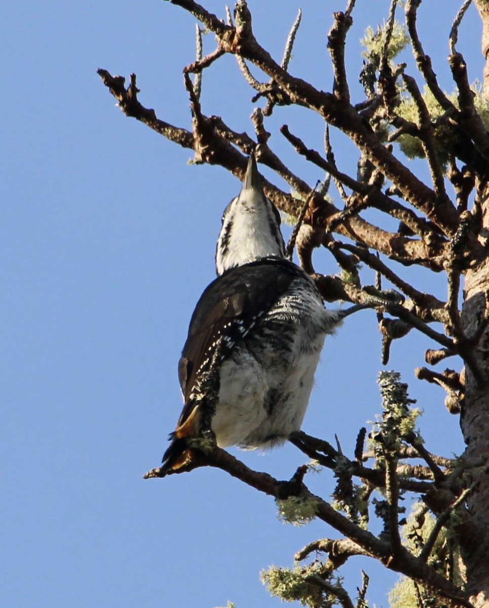 Black-backed Woodpecker - ML645054449
