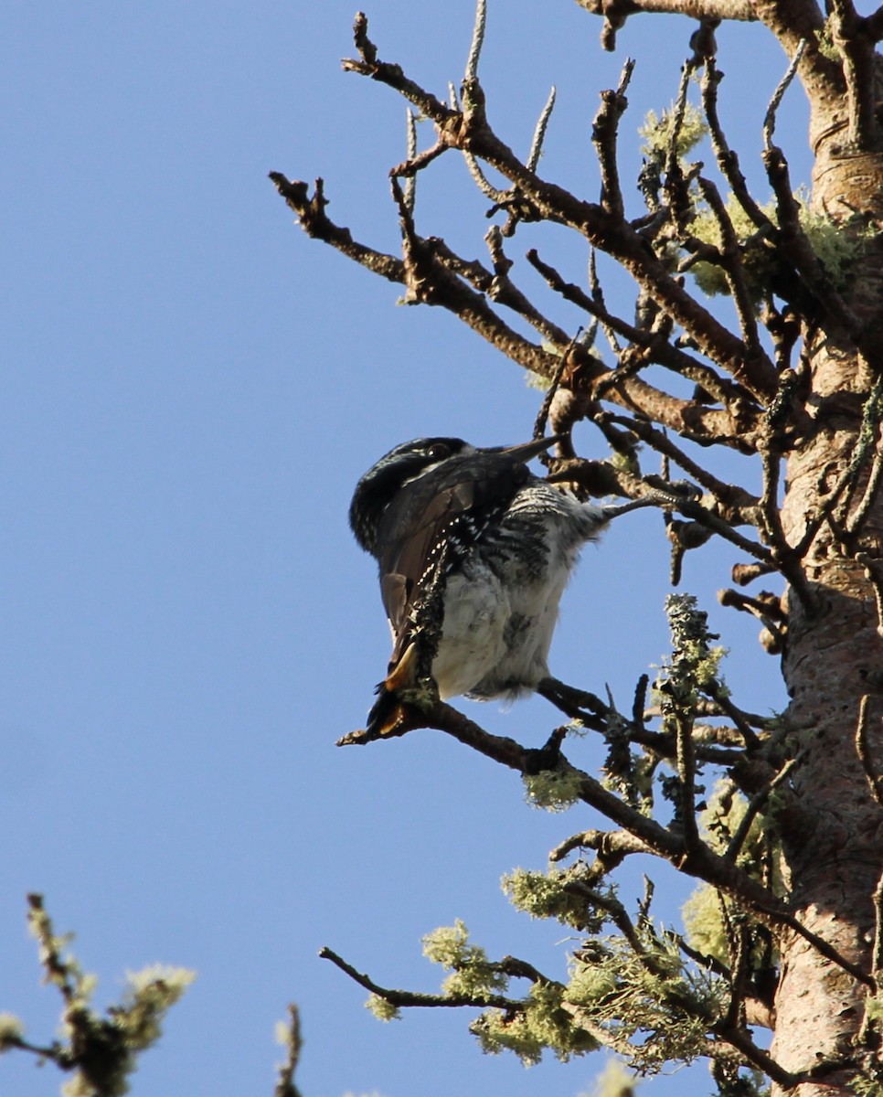 Black-backed Woodpecker - ML645054450