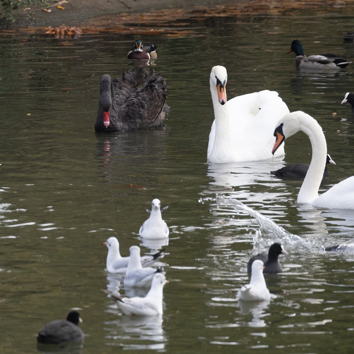 Anatra sposa - ML645054452