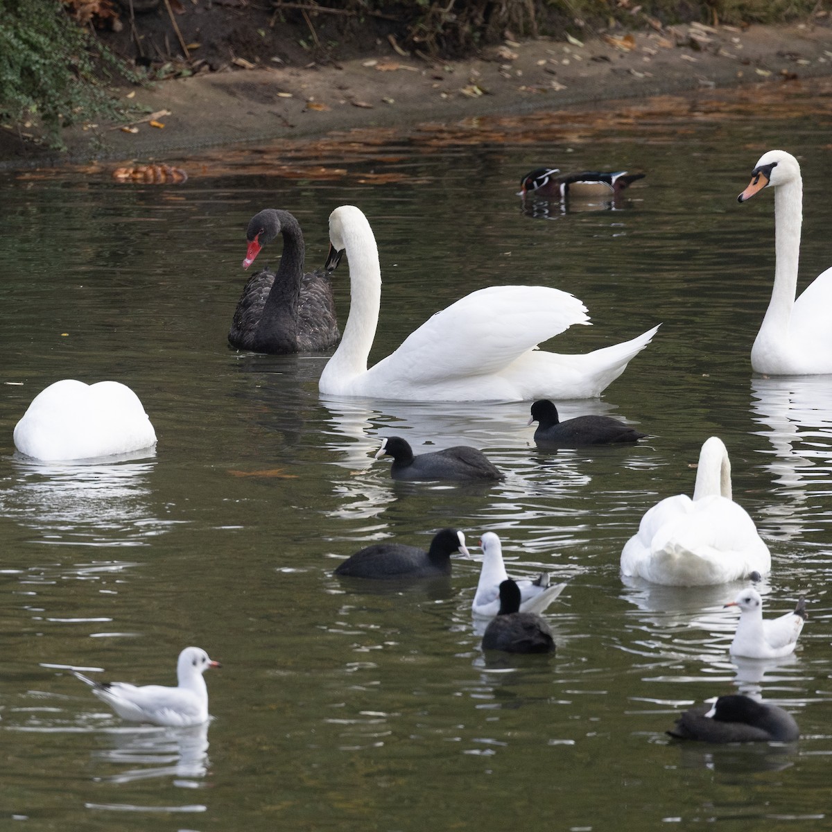 Anatra sposa - ML645054453