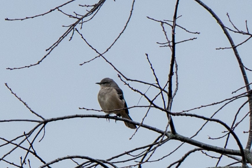 Northern Mockingbird - ML645054457