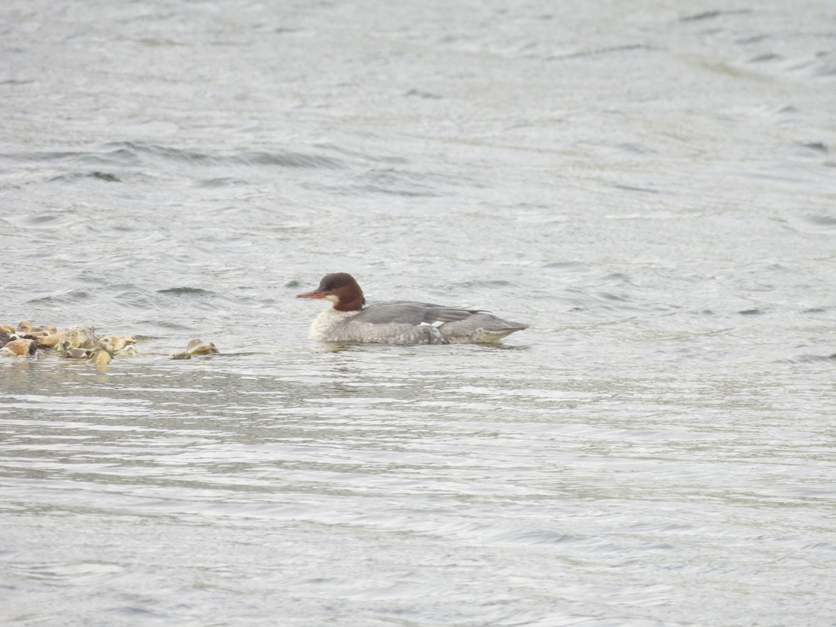 Common Merganser - ML645054482